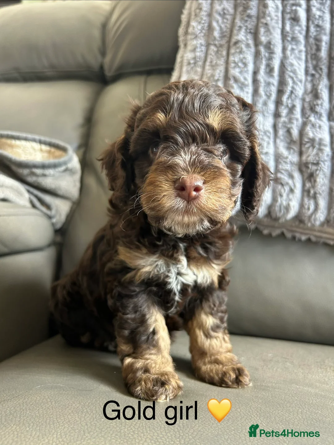 Cockapoo dogs for sale: 4 gorgeous puppies 💙❤️ in Spalding - Advert 2