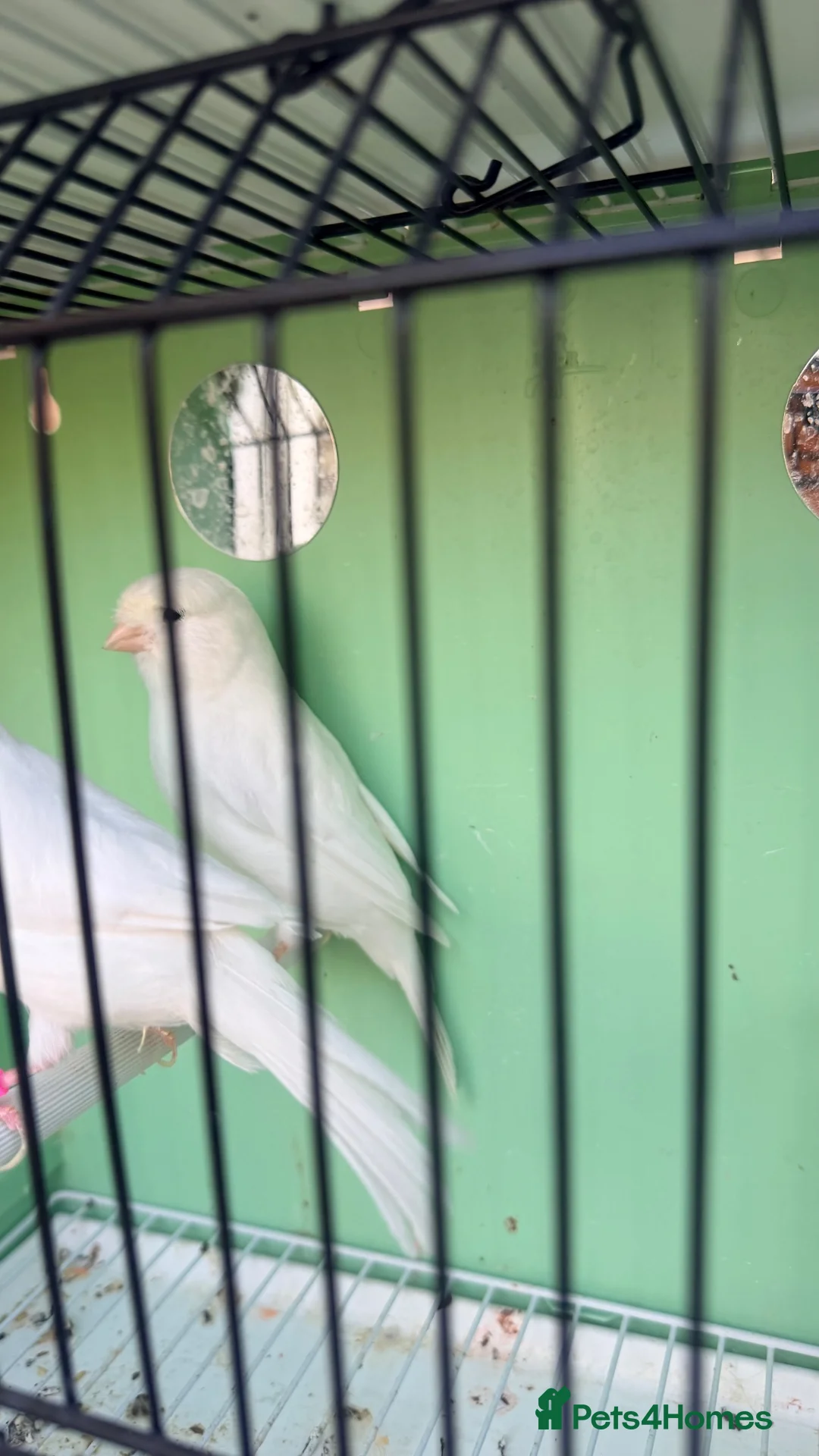 Canaries birds for sale: Canaries for sale  - Advert 2