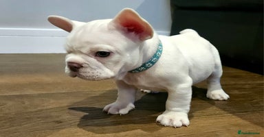 French Bulldog dogs - Advert 4