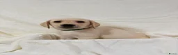 Labrador Retriever dogs for sale: 6 adorable Labrador retriever puppies  in Maldon - Advert 6