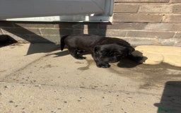 Mixed Breed dogs for sale: 3 beautiful boys for sale  - Image 21