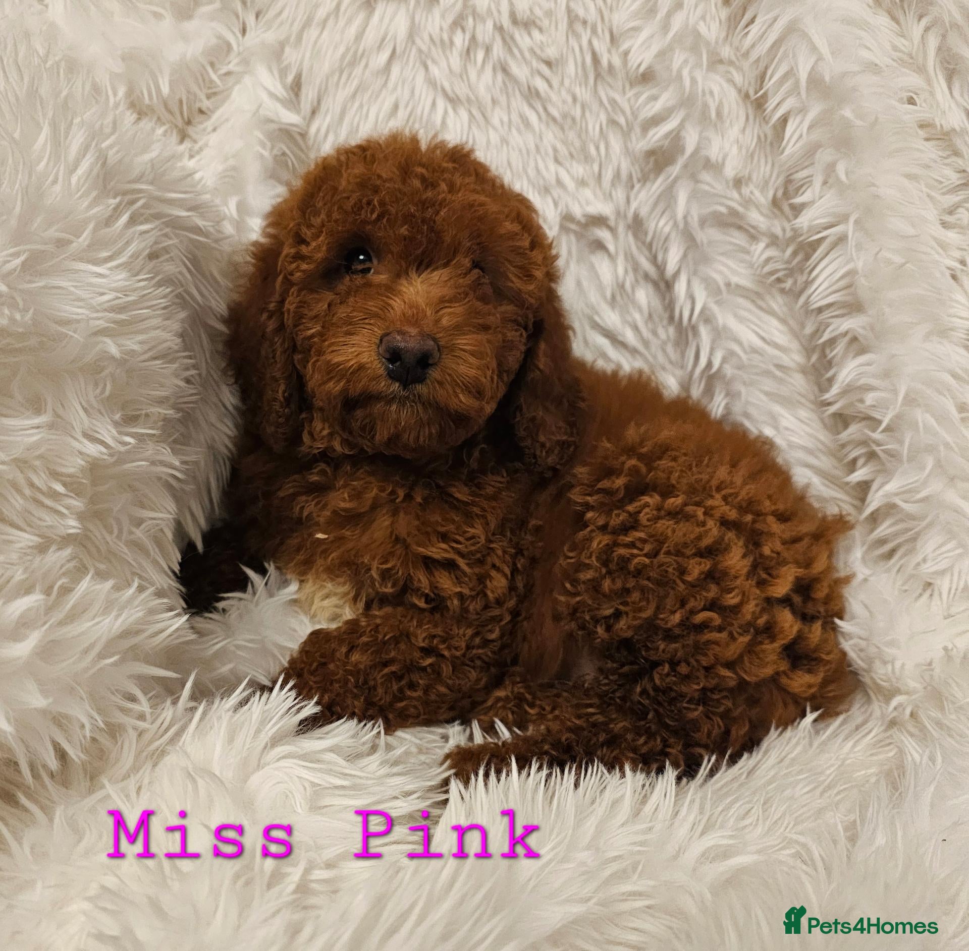 Mini Goldendoodle dogs Miniature Goldendoodle F1bb Ready Now  - Advert 1
