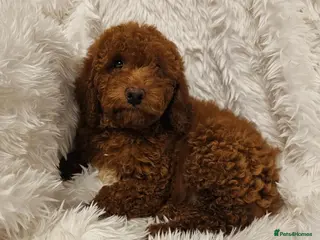 Mini Goldendoodle dogs Miniature Goldendoodle F1bb Ready Now - Advert 1