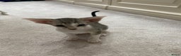 Oriental cats for sale: Beautiful Oriental Kittens for Sale - Advert 16