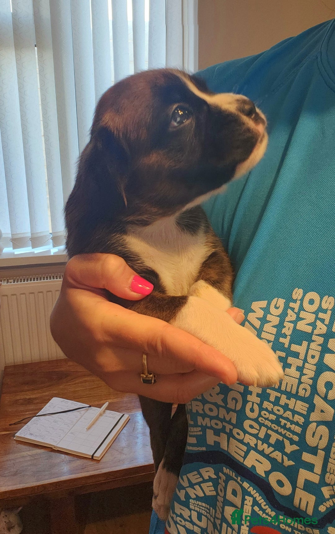 Boxer dogs for sale: 🌟🩷COI 0.5% KC REG BOBTAIL GIRL🩷🌟 - Image 23