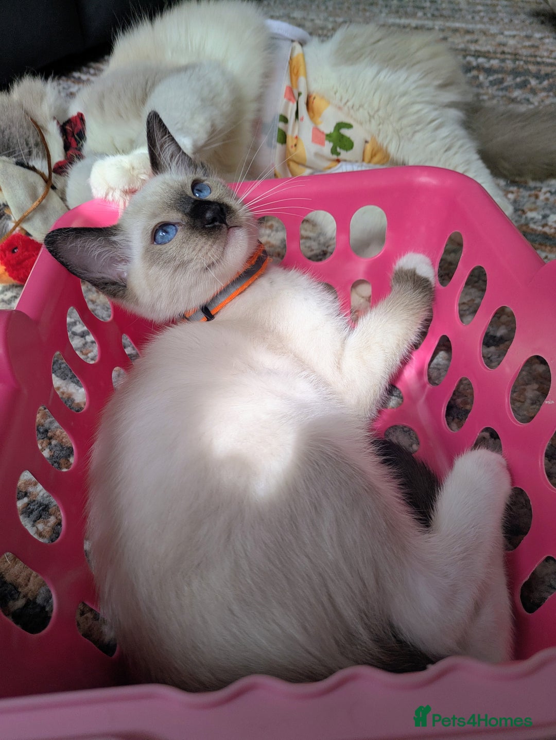 Ragamese cats for sale: 💎 🐾 🧡 Female Ragamese Kitten 🧡 🐾 💎 - Image 3