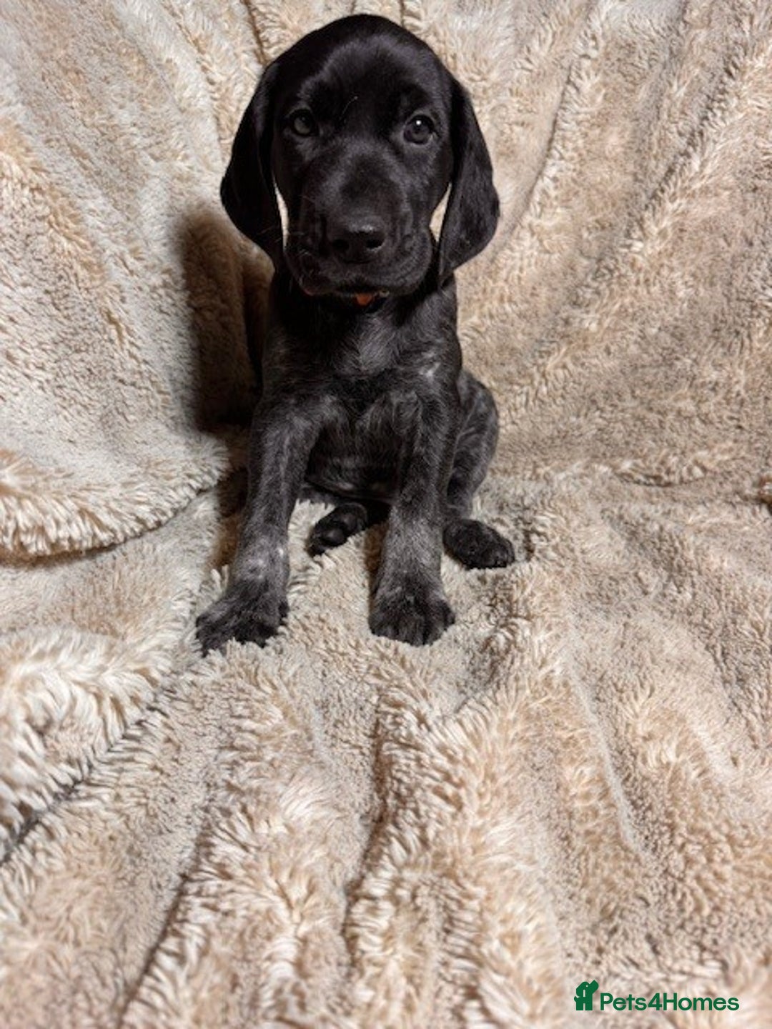 German Shorthaired Pointer dogs for sale: KC Reg Champ blood Lines GSP Pointer Pups - Leeds - Advert 13
