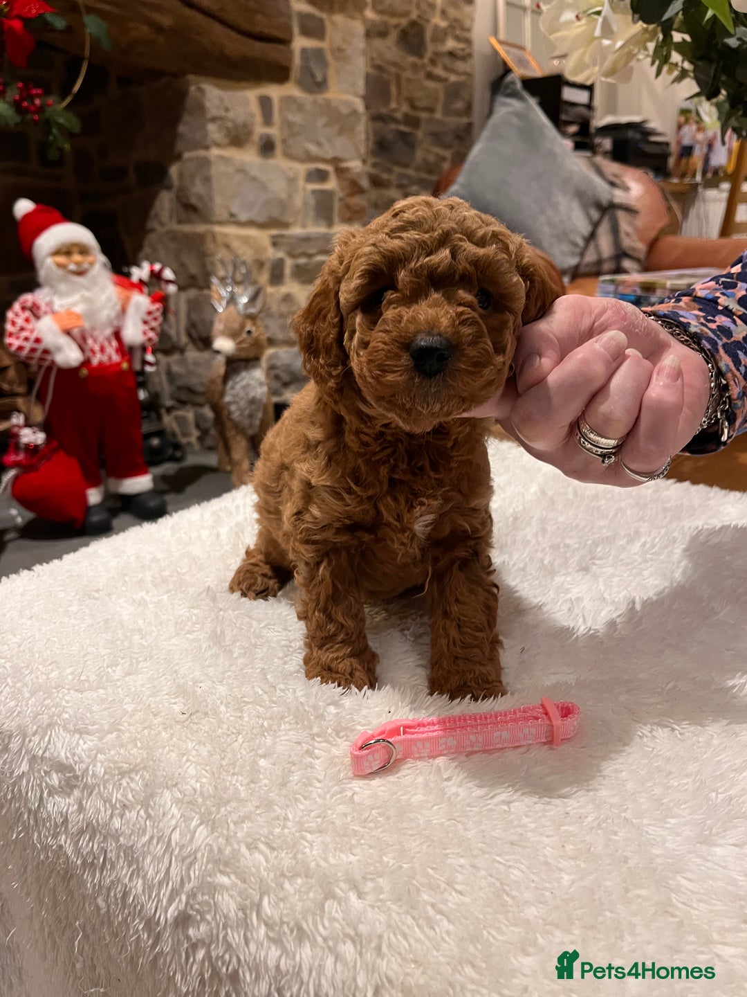 Toy Poodle dogs for sale: Stunning  Red Toy Poodle  puppies  - Advert 5