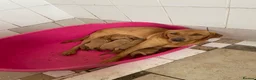 Labrador Retriever dogs for sale: Outstanding litter of fox red Labrador puppies  in Durham - Advert 2