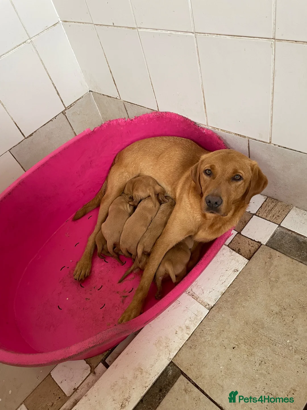 Labrador Retriever dogs for sale: Outstanding litter of fox red Labrador puppies  in Durham - Advert 2