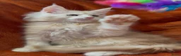 Maine Coon cats for sale: Bear Paw (🐾🐻 polydactyl) Maine Coon kittens TICA - Advert 30