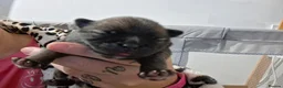 Pomeranian dogs for sale: Beautiful pomeranian pups just born!! - Advert 17