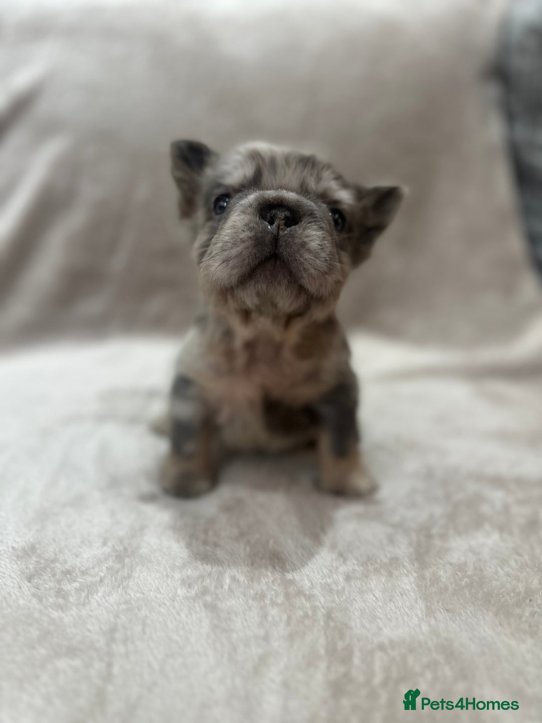 French Bulldog dogs for sale: RARE FLUFFY FRENCHIES! LAST 3 LEFT!!!! - Advert 11