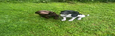 Mixed Breed 2