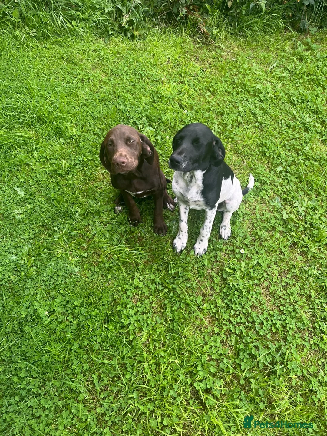 Mixed Breed dogs for sale: Springer lab mix puppies  in Caledon - Advert 3