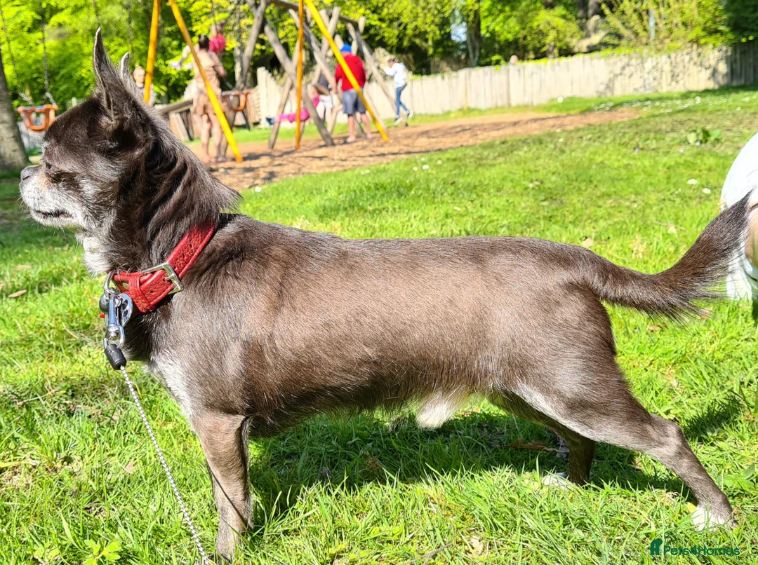Chihuahua dogs for stud: KC Blue Smooth Coat Chihuahua in Blairgowrie - Advert 4