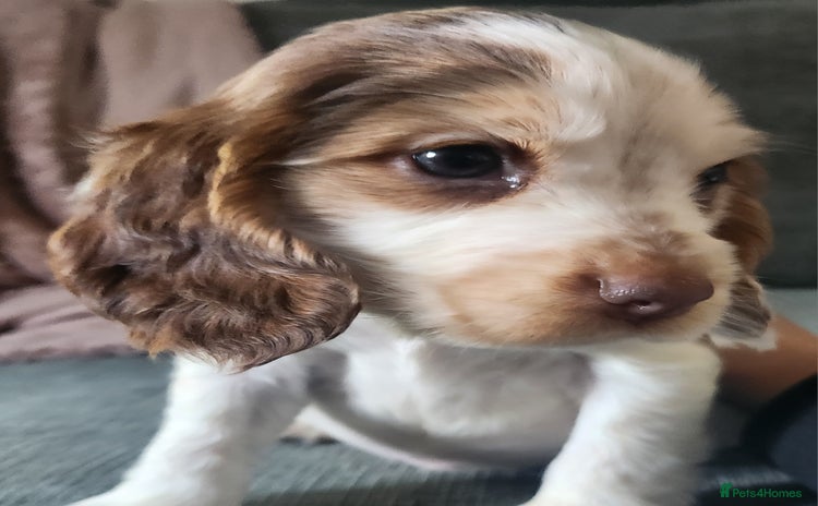 Cocker Spaniel dogs for sale - Advert 2