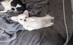 Chihuahua dogs for sale: Two Adorable Male Chihuahua Puppies  - Image 7