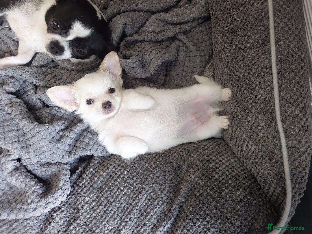 Chihuahua dogs for sale: Two Adorable Male Chihuahua Puppies  - Image 7