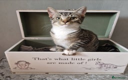 British Shorthair cats for sale: 3 Little Girl Kittens still Looking for new homes! - Image 3