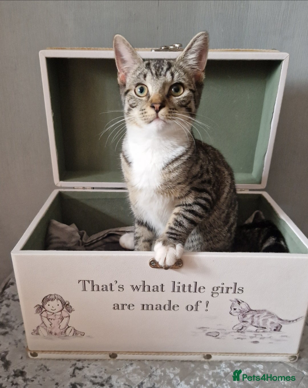 British Shorthair cats for sale: 3 Little Girl Kittens still Looking for new homes! - Image 3