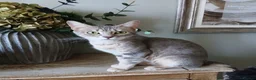 Bengal cats for sale: 3 Bengal Cross Cats Need Loving Home - Advert 2