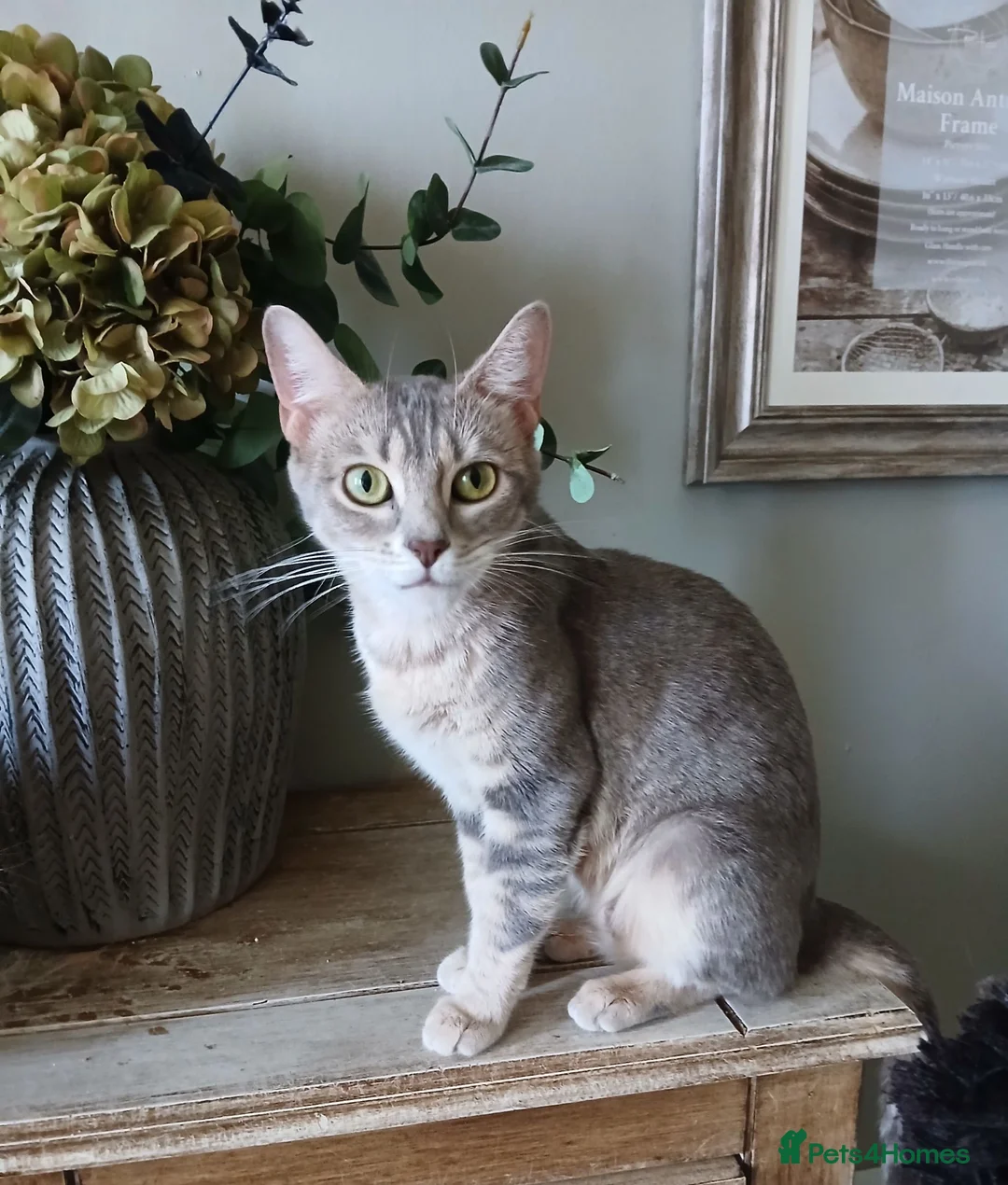 Bengal cats for sale: 3 Bengal Cross Cats Need Loving Home - Advert 2