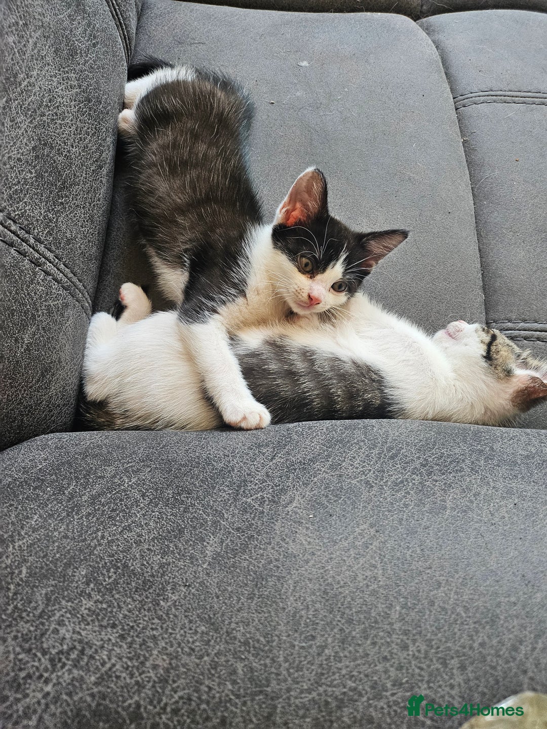British Shorthair cats for sale: Kitten ready to go  - Image 3