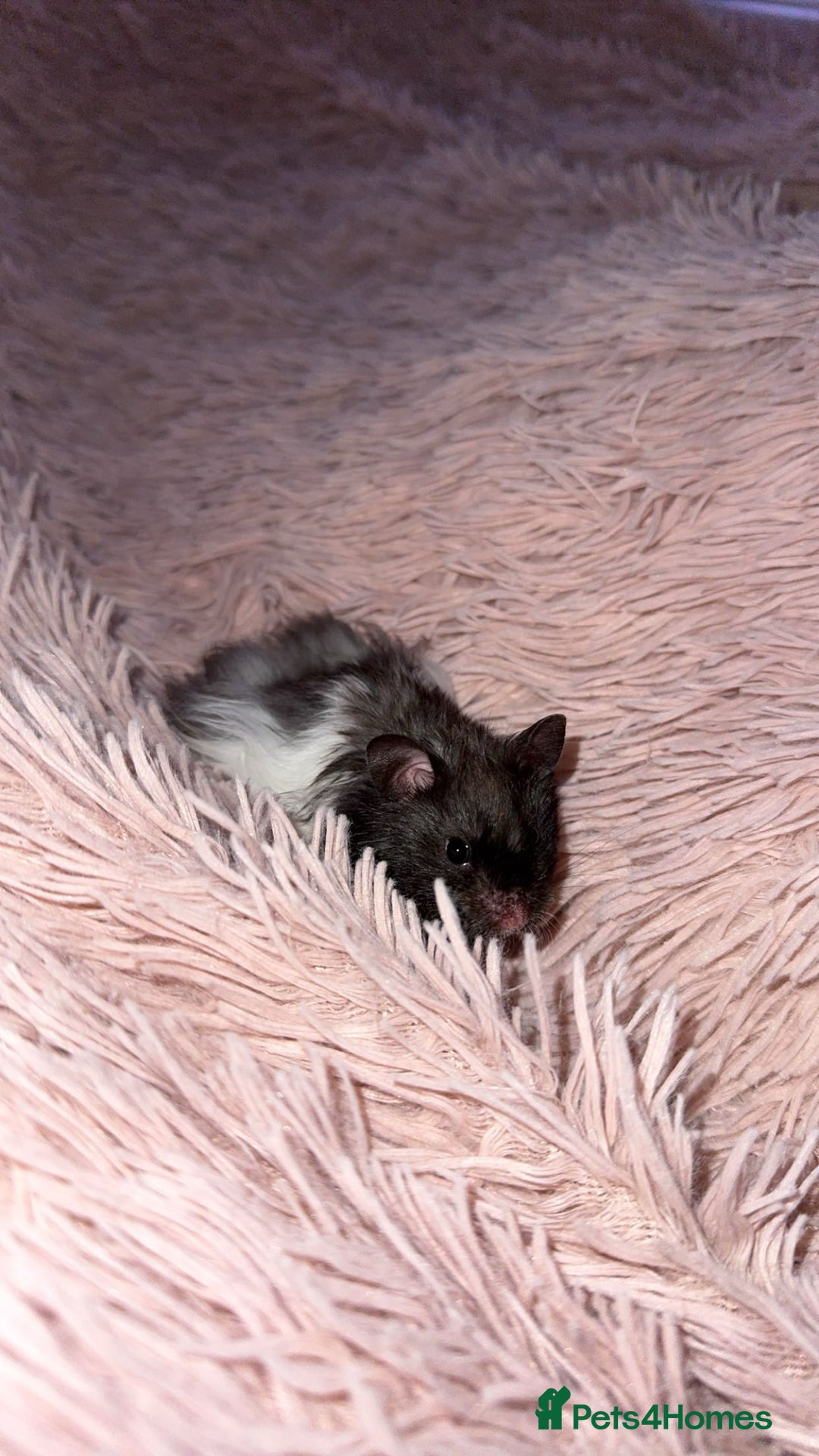Hamster rodents for sale: Syrian Black And White Fluffy Hamster - Image 2