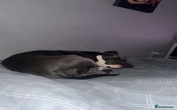 Staffordshire Bull Terrier dogs for sale: Blue  - Image 6