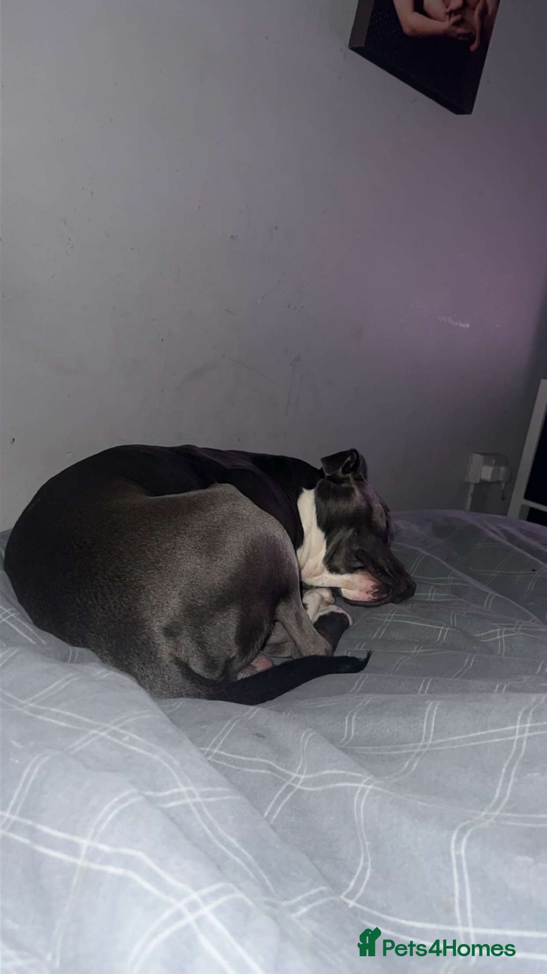 Staffordshire Bull Terrier dogs for sale: Blue  - Image 6