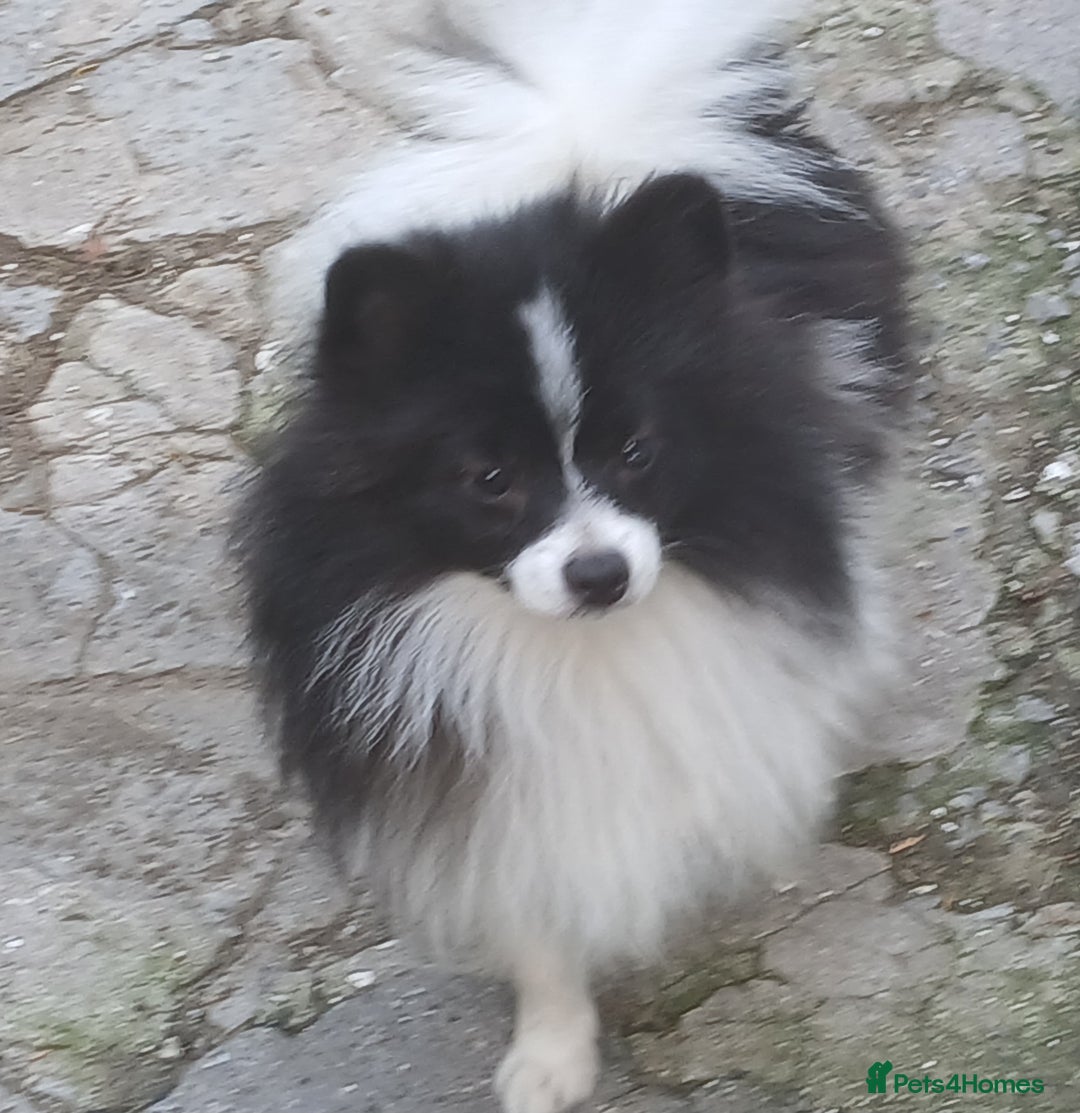 German Spitz dogs for sale: GERMAN SPITZ KLEIN - Image 3