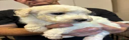 Toy Poodle dogs for sale: Stunning Toy Poodle Puppies - Advert 6