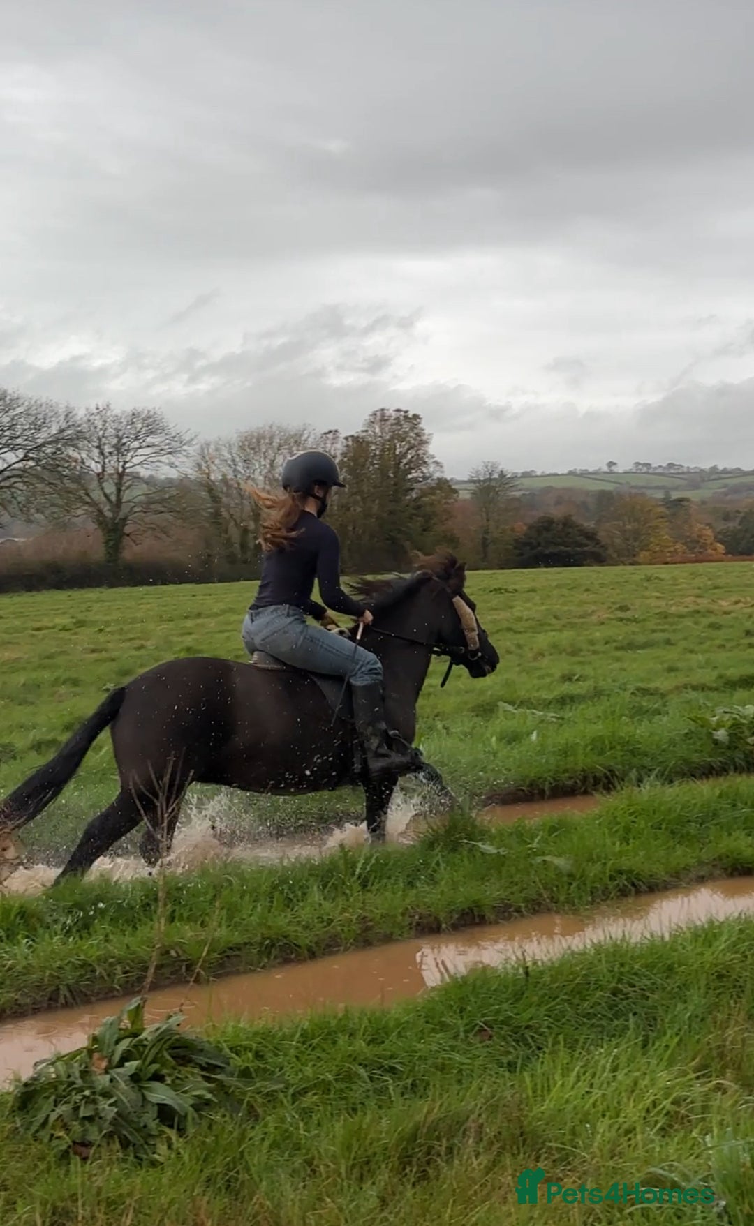 Dartmoor horses for sale: Jezamine ( jazz ) mothers dream!! - Advert 6