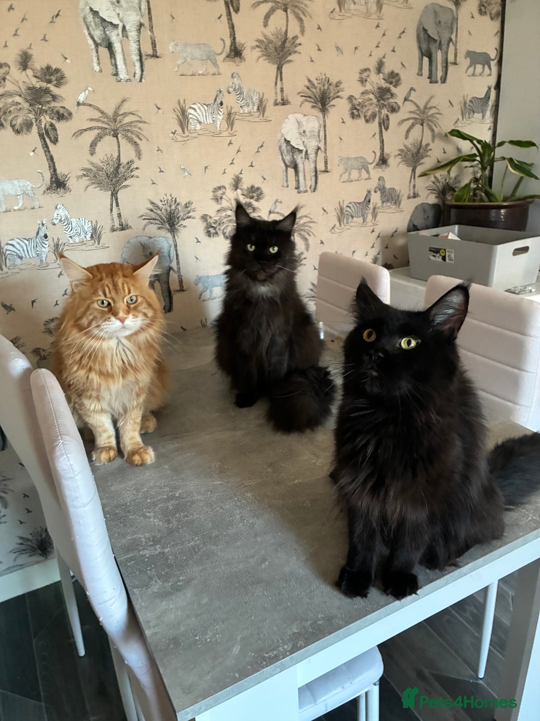 Maine Coon cats for sale: Maine coon  - Advert 14