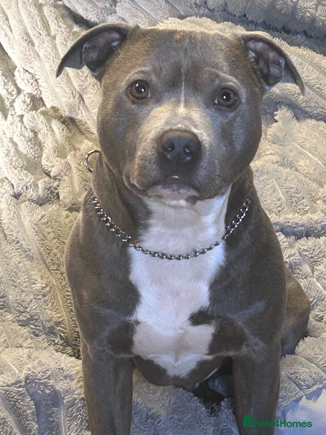 Staffordshire Bull Terrier dogs for sale: Male 6 year old Staffordshire bull terrier  - Advert 1