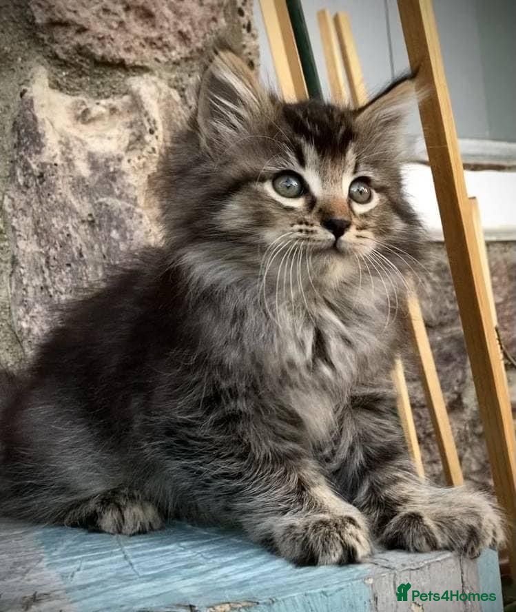 Maine Coon cats Kittens Ready to leave - Advert 1