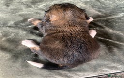 Bernedoodle dogs for sale: F1 Standard Bernedoodle Puppies LN8 - Image 15