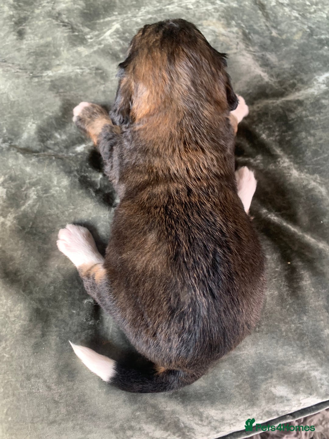 Bernedoodle dogs for sale: F1 Standard Bernedoodle Puppies LN8 - Image 15