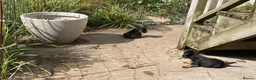 Border Terrier dogs for sale: Male border available - Advert 7