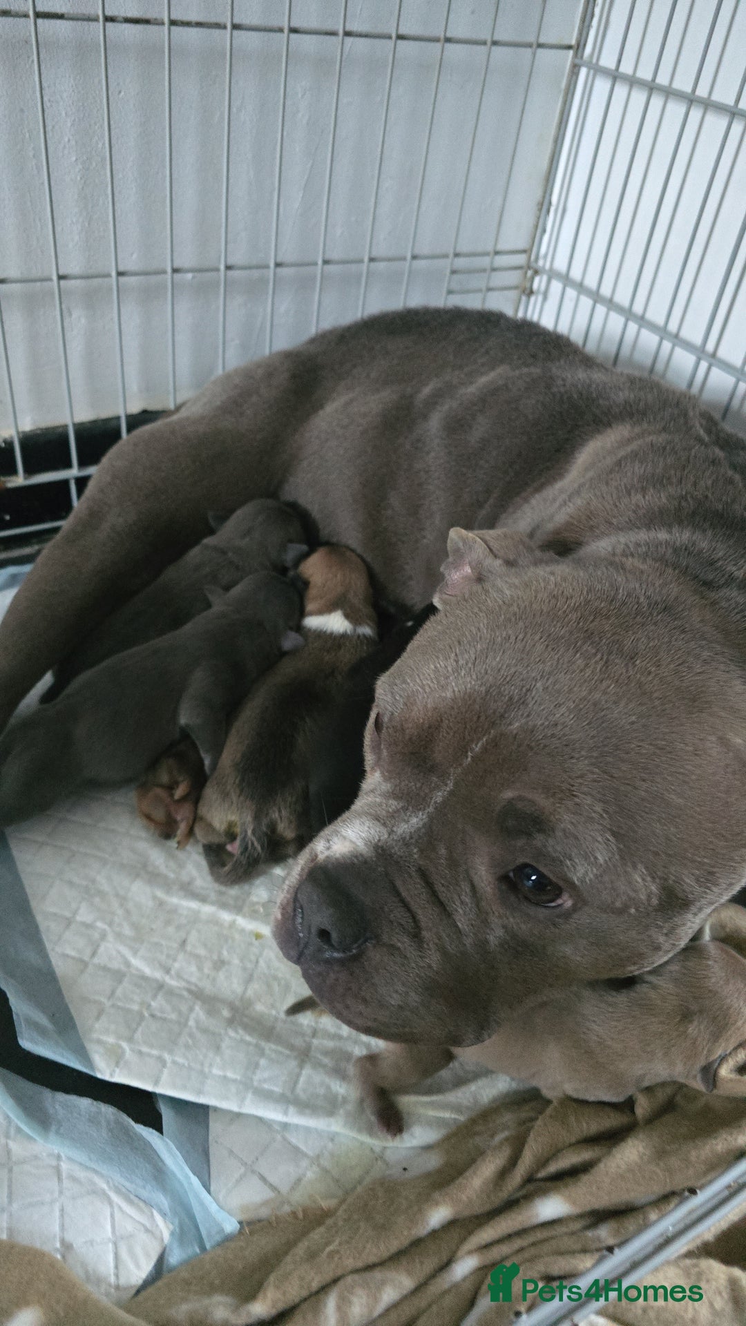 American Bully dogs for sale: Pocket bully puppies - Advert 1