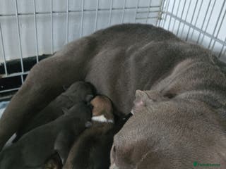 American Bully dogs Pocket bully puppies - Advert 13