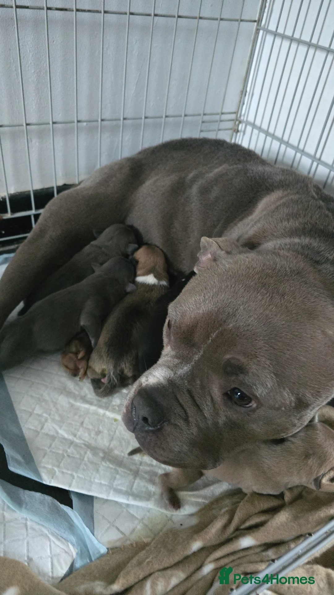 American Bully dogs for sale: Pocket bully puppies - Advert 1