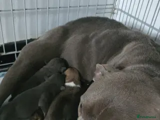 American Bully dogs Pocket bully puppies - Advert 22