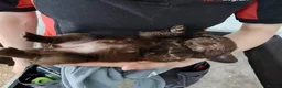 Sprocker dogs for sale: Sprocker pups for sale ( Springer x Cocker) - Advert 7