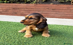 Cocker Spaniel dogs for sale: ‼️👀 Outstanding Show Cocker Spaniel Litter 🧬  in Lydbury North - Image 39