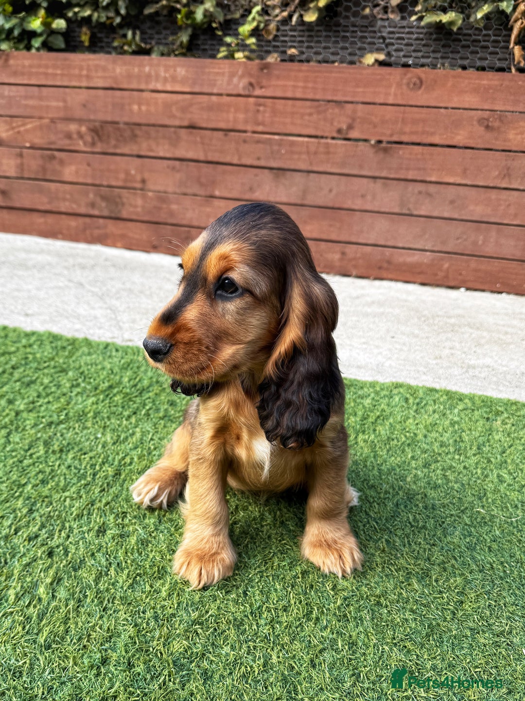 Cocker Spaniel dogs for sale: ‼️👀 Outstanding Show Cocker Spaniel Litter 🧬  in Lydbury North - Image 39