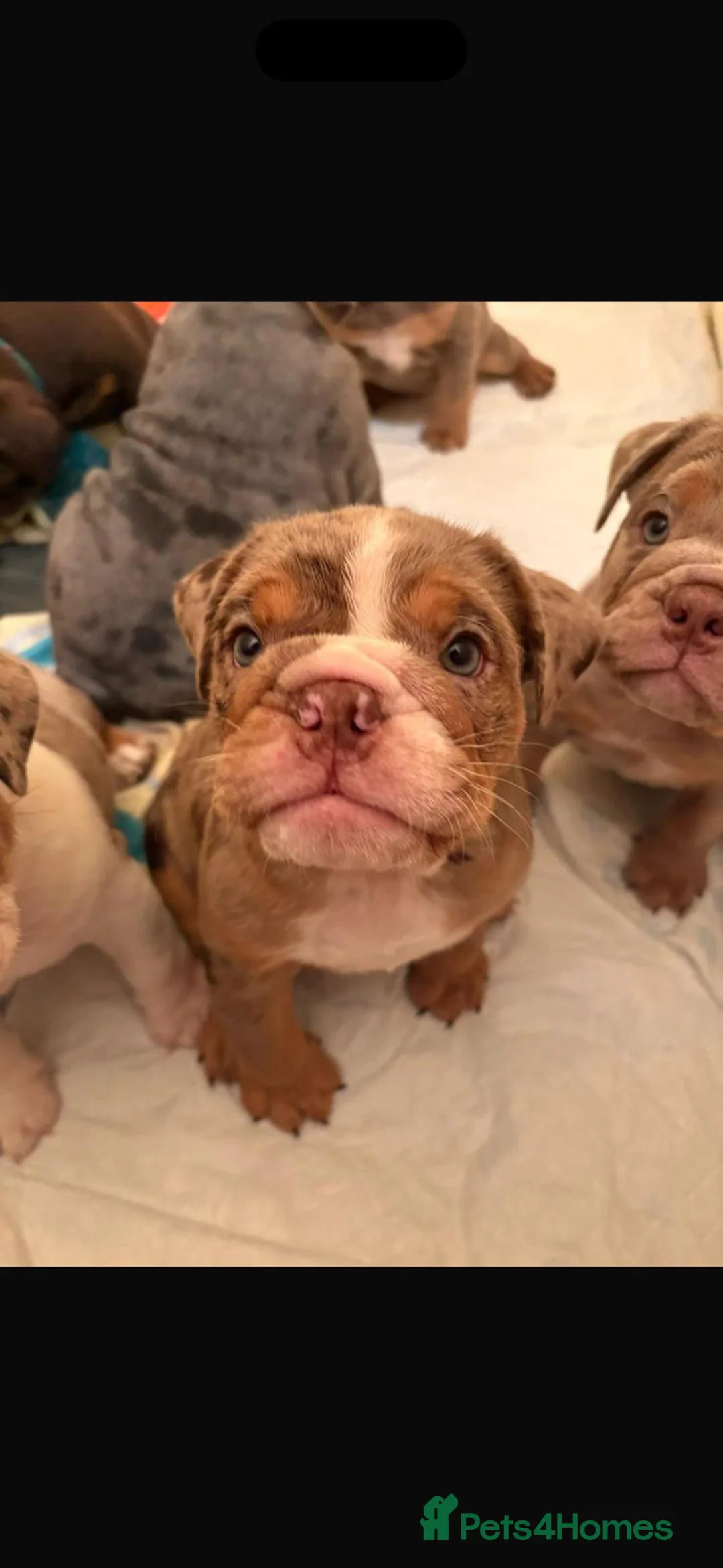 English Bulldog dogs for sale: Bulldog Puppies Champion bloodlines - Advert 26