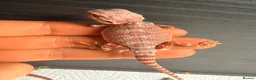 Bearded Dragon reptiles for sale: Red Monster baby bearded dragons ready to go!  - Advert 14