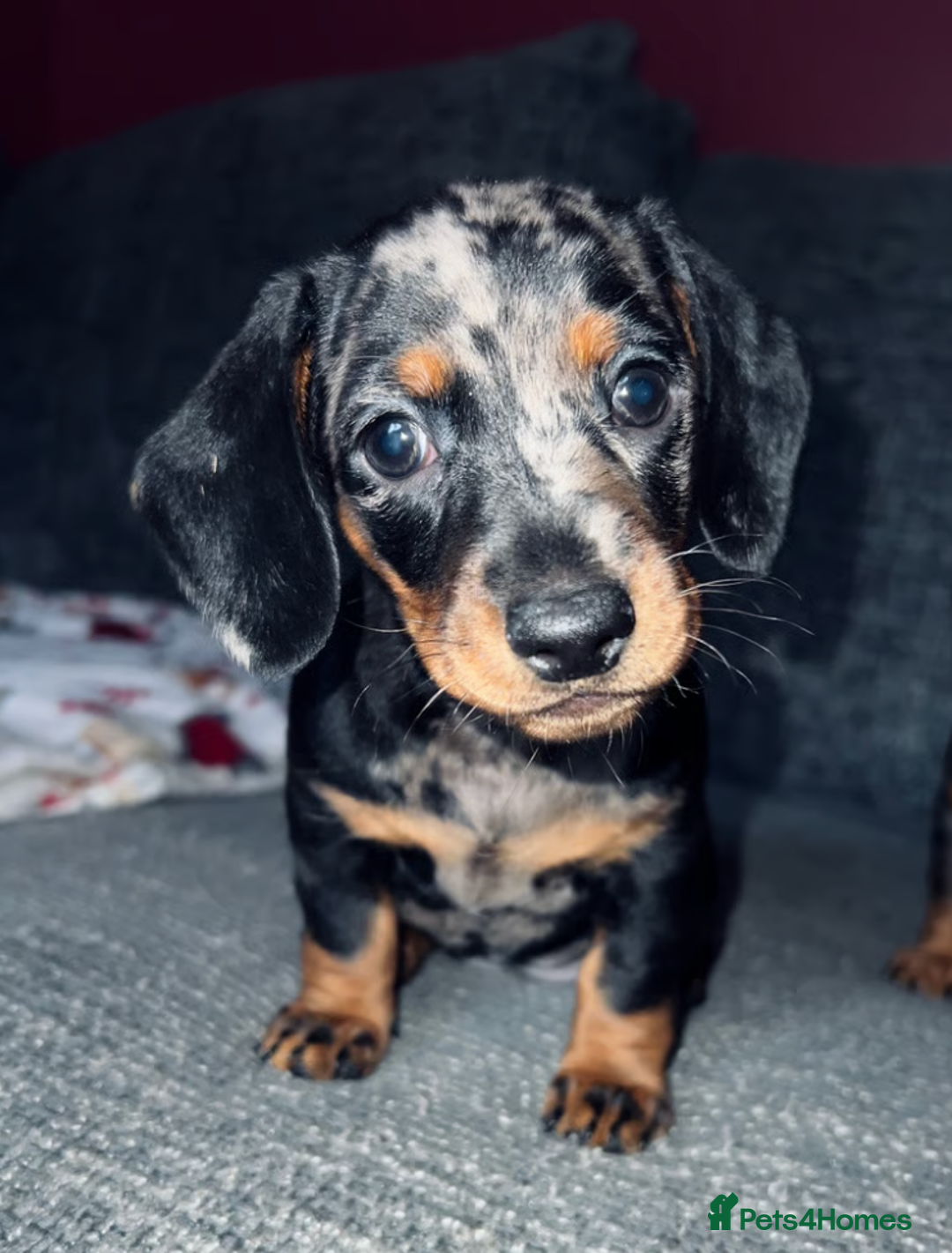 Miniature Dachshund dogs for sale: Adorable Miniature Dachshund Puppies for Sale - Image 3